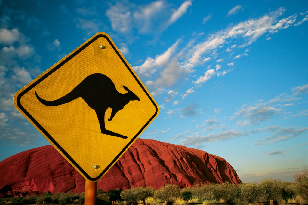 Kangaroo Ayers Rock